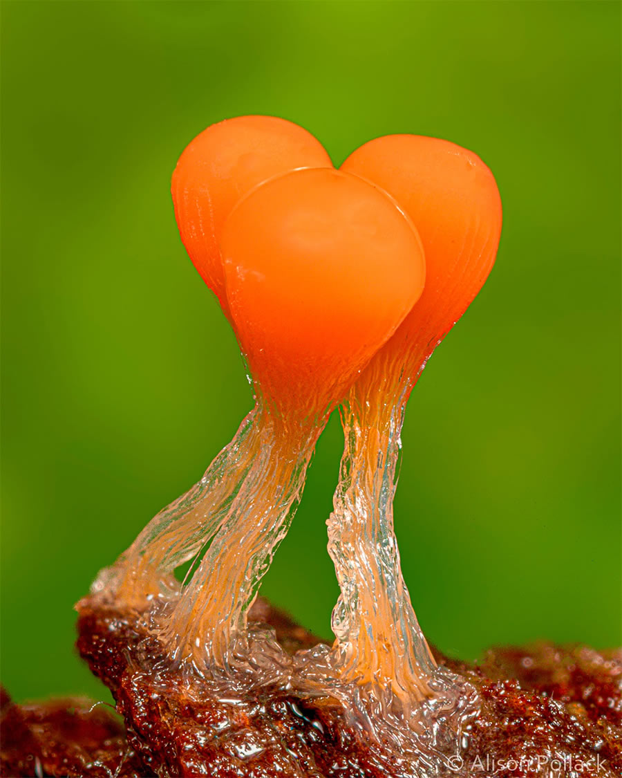 Macro Photos Of Fungi By Alison Pollack