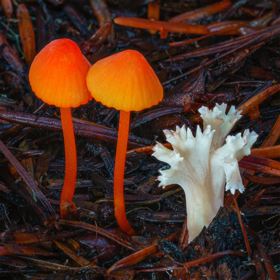 Macro Photos Of Fungi By Alison Pollack