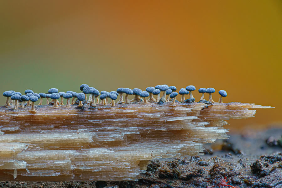 Macro Photos Of Fungi By Alison Pollack