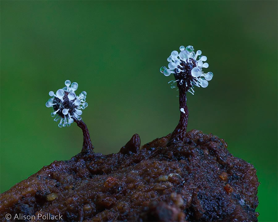 Macro Photos Of Fungi By Alison Pollack