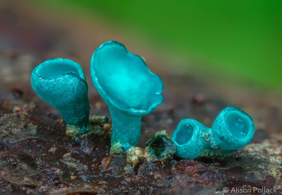 Macro Photos Of Fungi By Alison Pollack