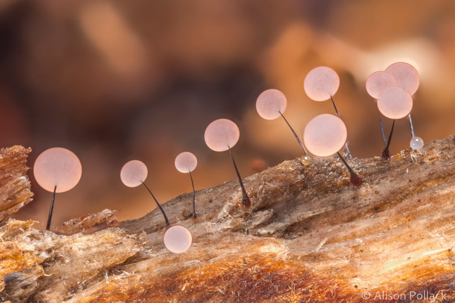 Macro Photos Of Fungi By Alison Pollack