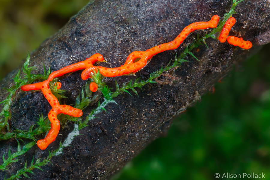 Macro Photos Of Fungi By Alison Pollack