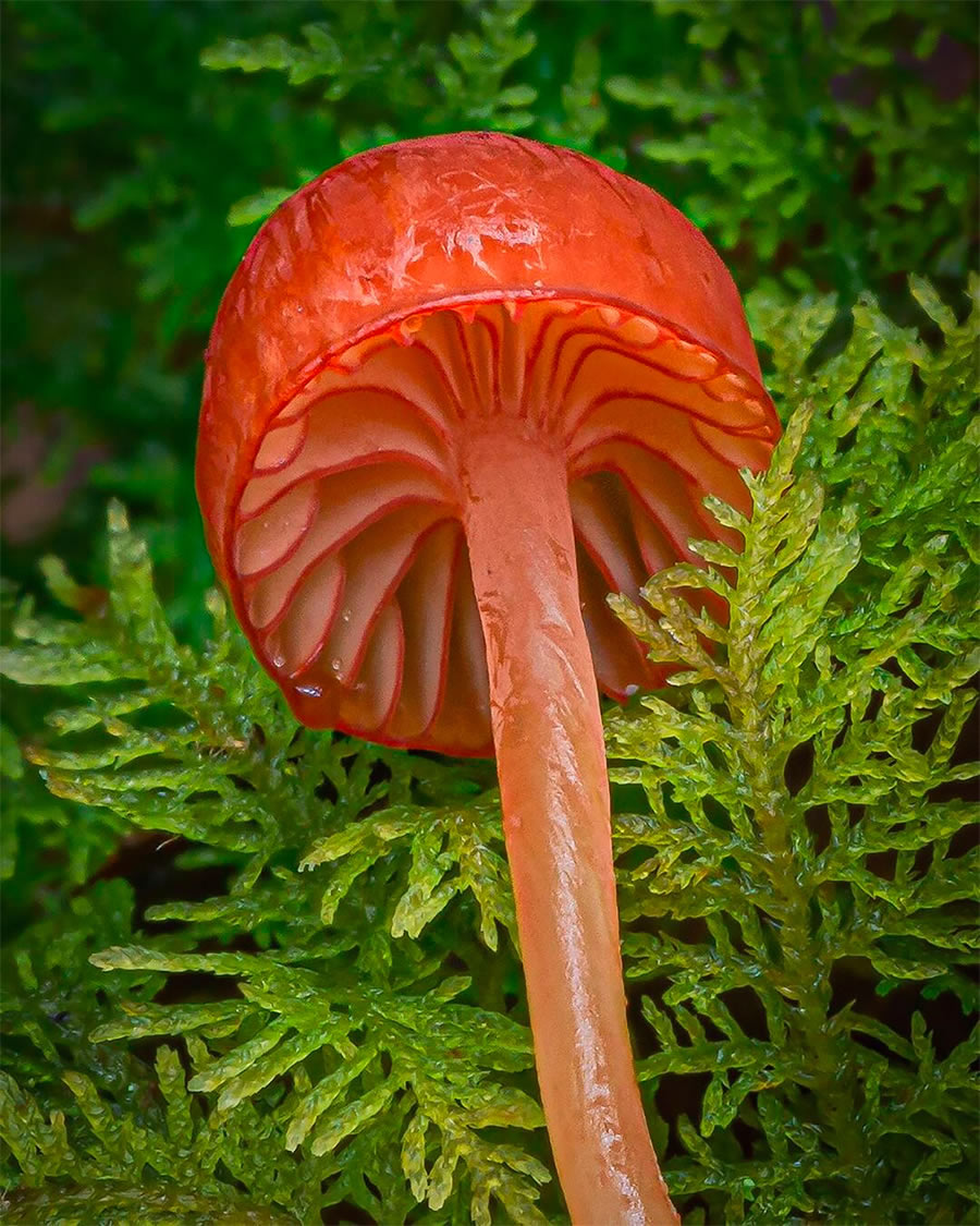 Macro Photos Of Fungi By Alison Pollack