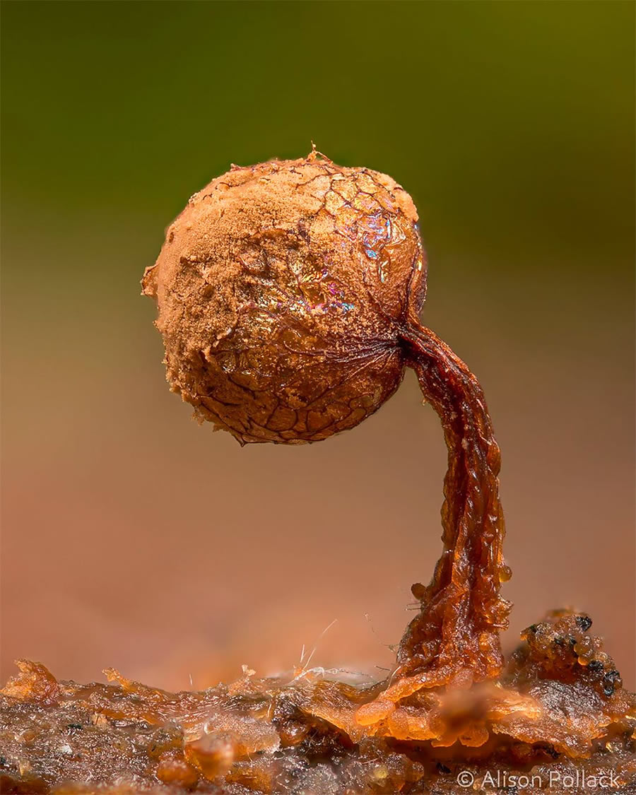 Macro Photos Of Fungi By Alison Pollack