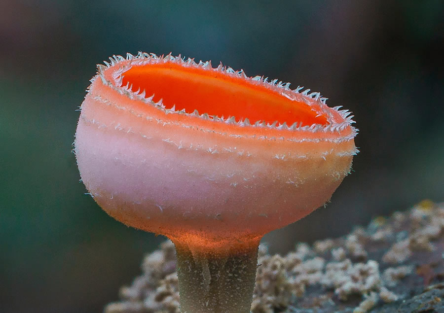 Macro Photos Of Fungi By Alison Pollack