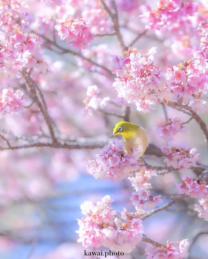 Japan Nature And Landscape Photography