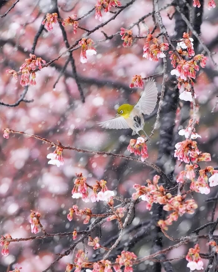 Japan Nature And Landscape Photography