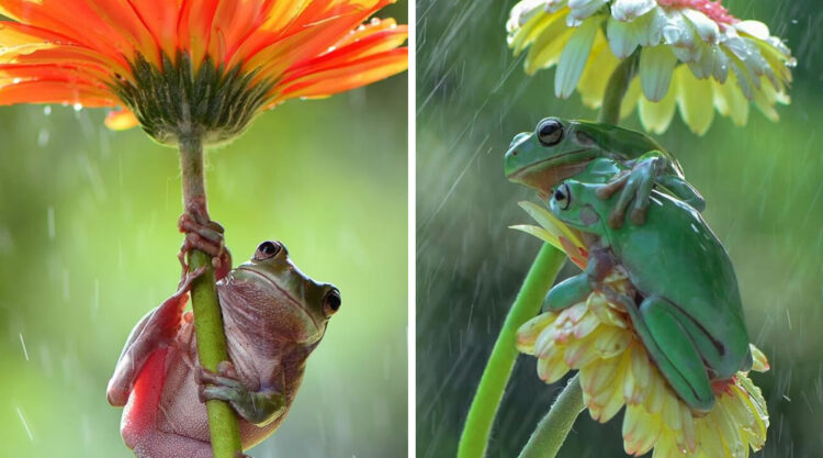 Capturing Frogs Sheltering Under Flower Umbrellas