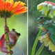 Capturing Frogs Sheltering Under Flower Umbrellas