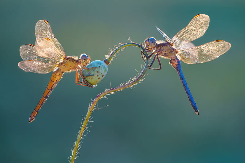 Macro Photos From Garden Photographer Of The Year Awards