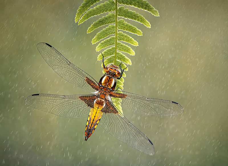 Macro Photos From Garden Photographer Of The Year Awards