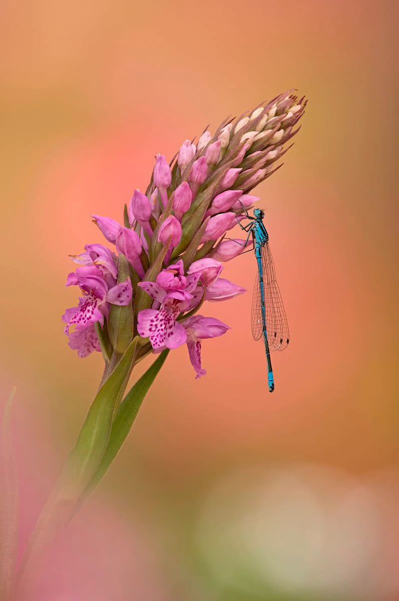 Macro Photos From Garden Photographer Of The Year Awards