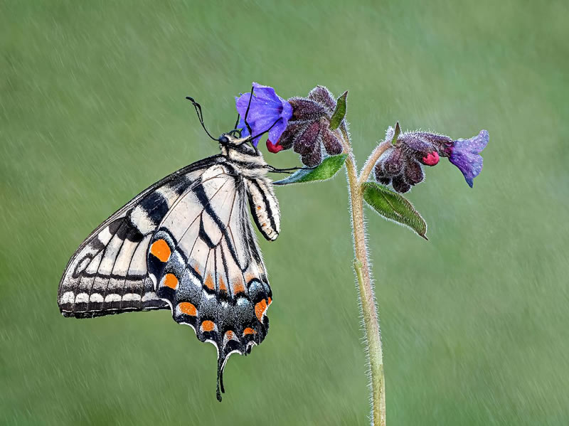 Macro Photos From Garden Photographer Of The Year Awards