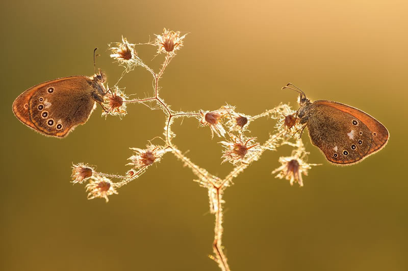 Macro Photos From Garden Photographer Of The Year Awards