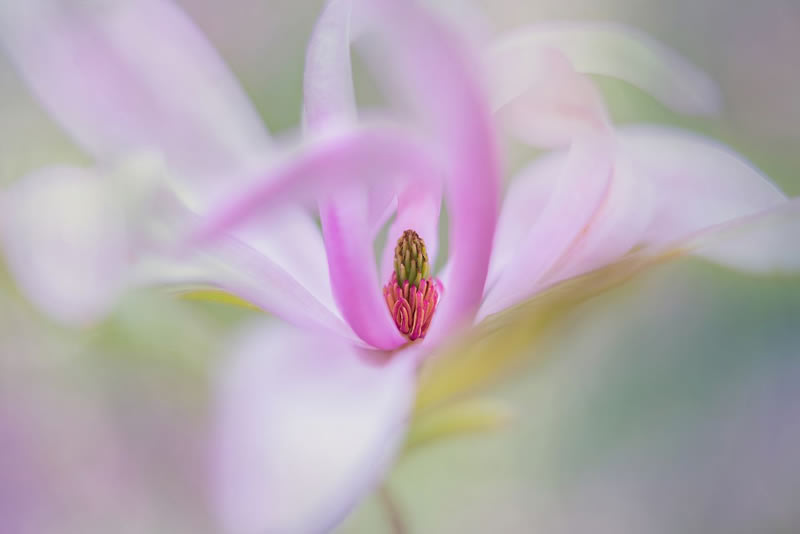 Macro Photos From Garden Photographer Of The Year Awards