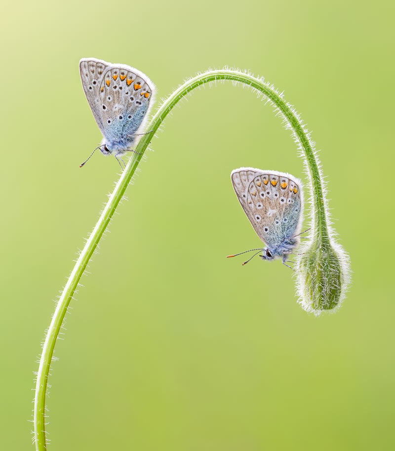 Macro Photos From Garden Photographer Of The Year Awards