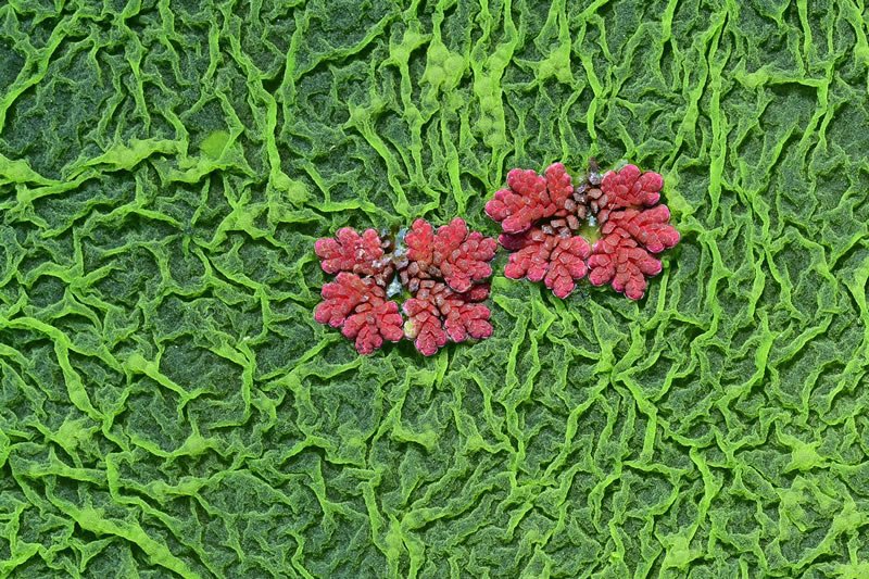 Macro Photos From Garden Photographer Of The Year Awards