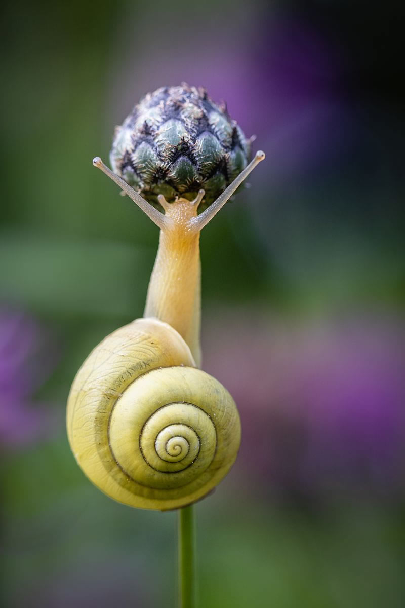 Macro Photos From Garden Photographer Of The Year Awards