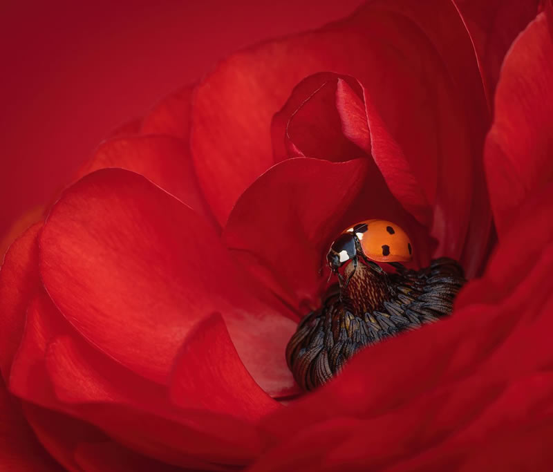 Macro Photos From Garden Photographer Of The Year Awards