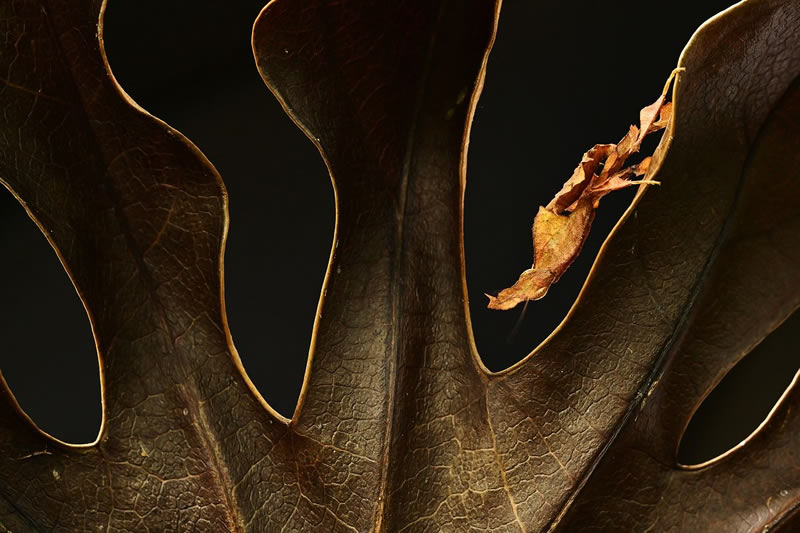 Macro Photos From Garden Photographer Of The Year Awards