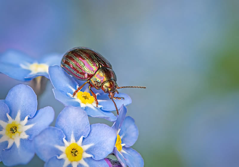 Macro Photos From Garden Photographer Of The Year Awards