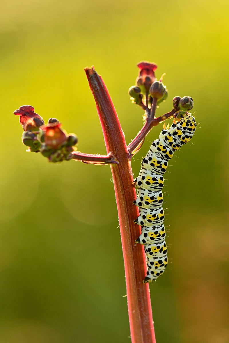 Macro Photos From Garden Photographer Of The Year Awards