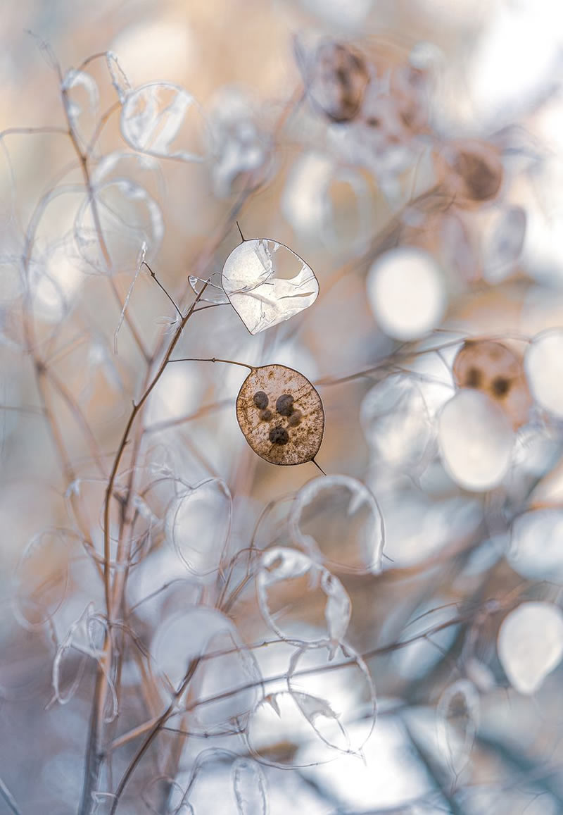 Macro Photos From Garden Photographer Of The Year Awards