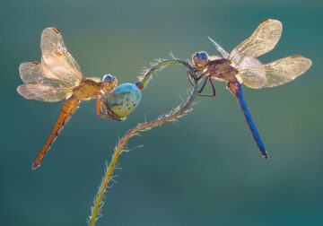 Macro Photos From Garden Photographer Of The Year Awards