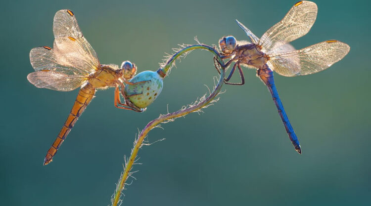 Macro Photos From Garden Photographer Of The Year Awards