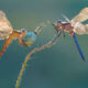 Macro Photos From Garden Photographer Of The Year Awards