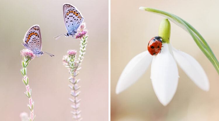 Macro Photograpy By Judith Borremans