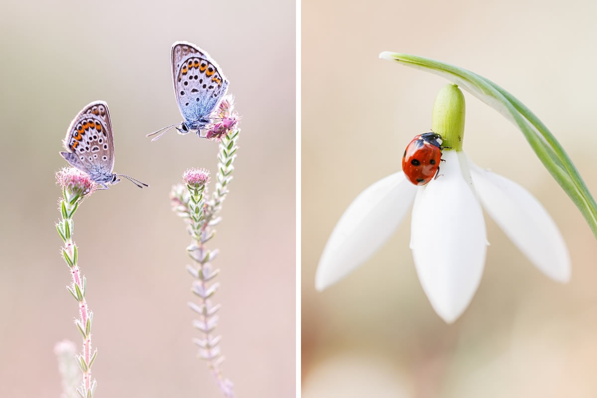 Macro Photograpy By Judith Borremans