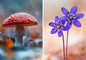 Colorful Macro Photography By Kristine