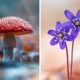 Colorful Macro Photography By Kristine