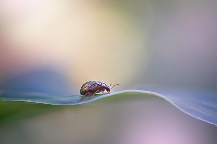 Macro Photography By Maria Luisa Milla Moreno