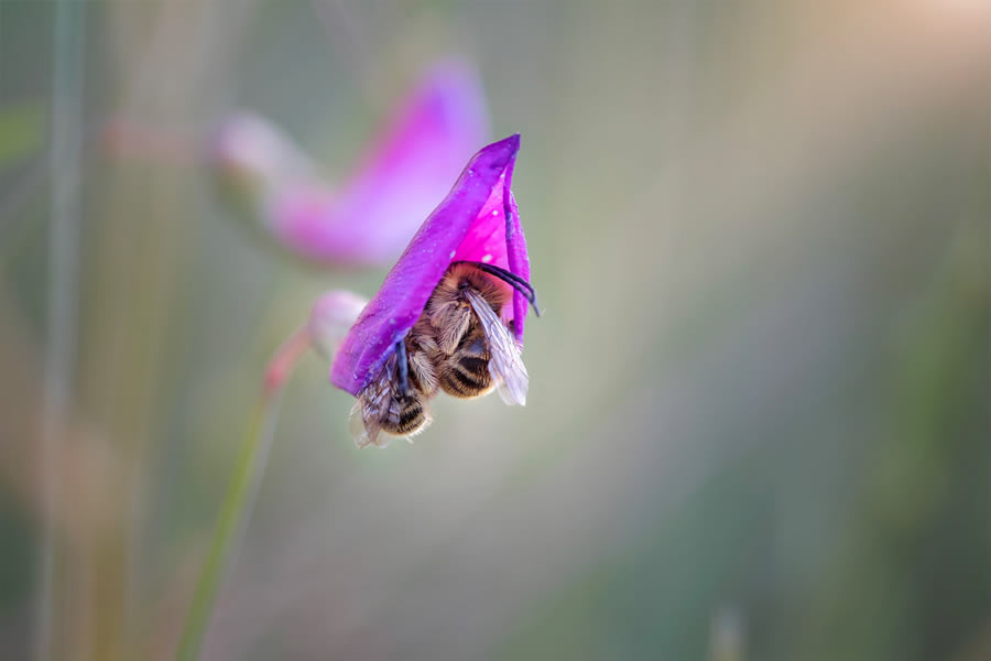 Macro Photography By Maria Luisa Milla Moreno