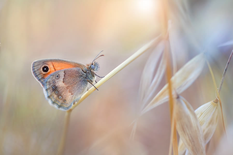 Macro Photography By Maria Luisa Milla Moreno