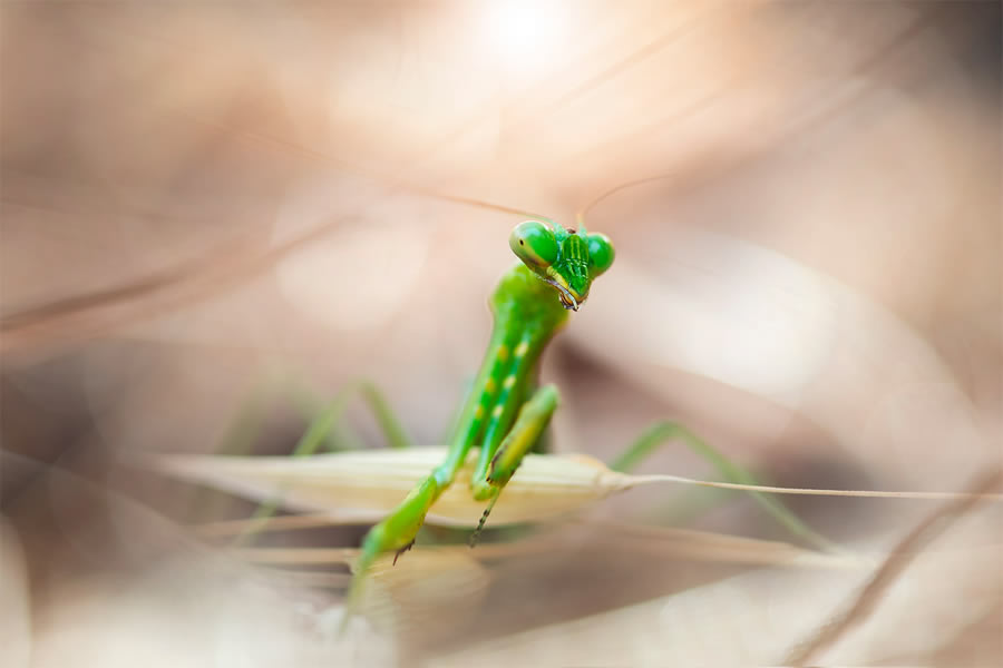 Macro Photography By Maria Luisa Milla Moreno