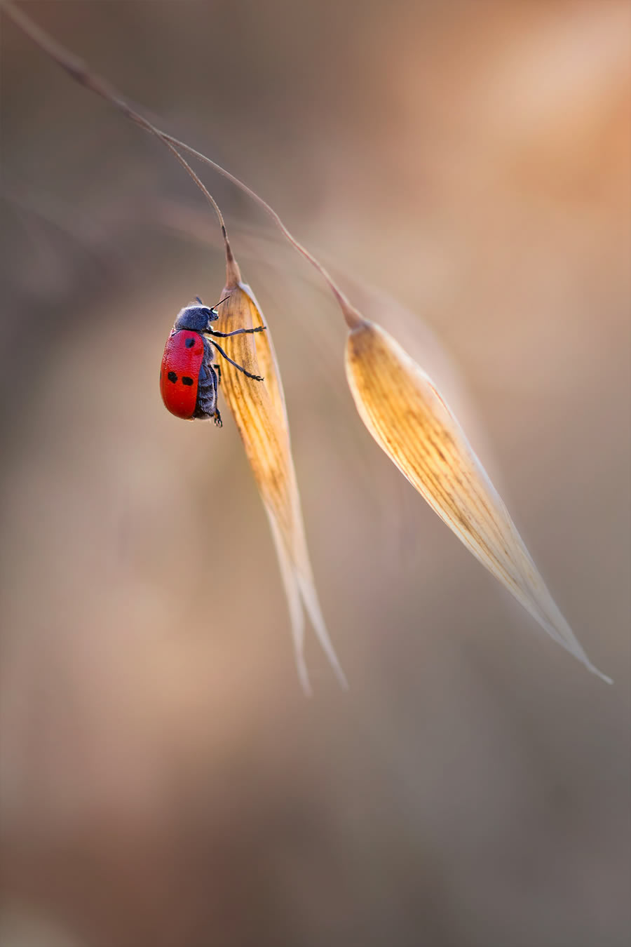 Macro Photography By Maria Luisa Milla Moreno