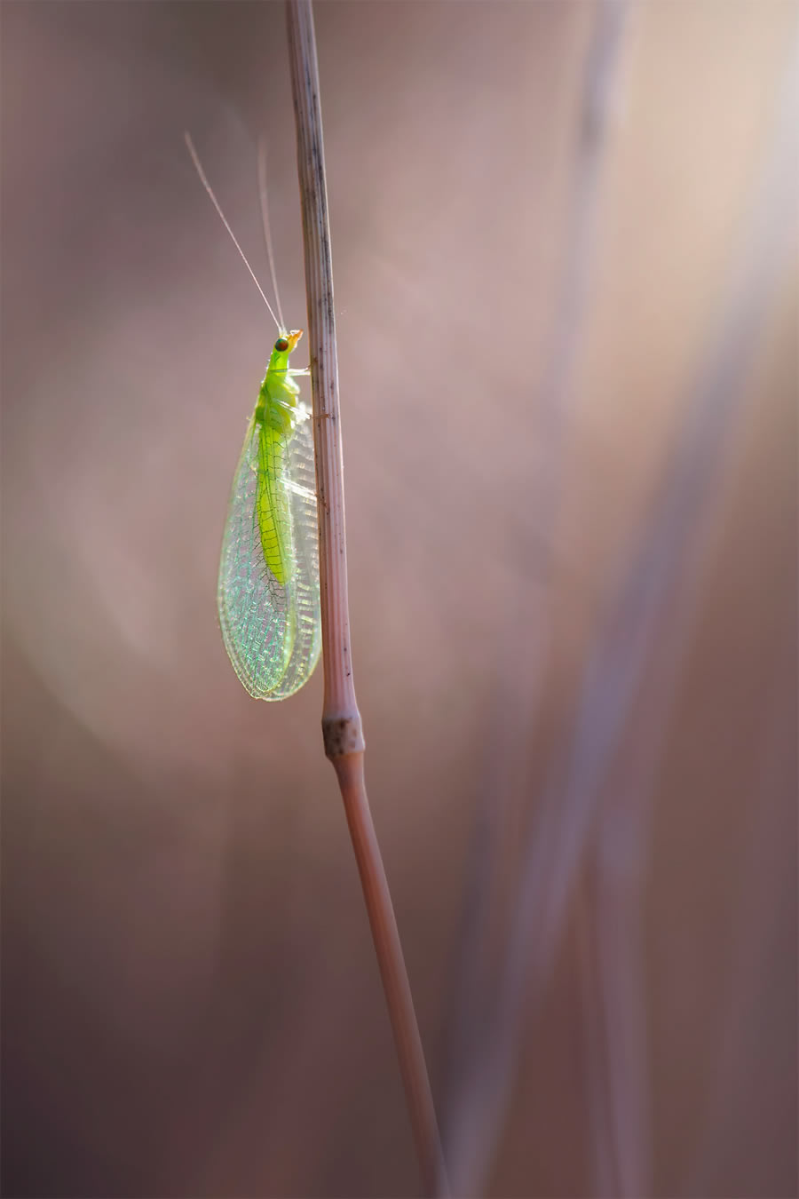 Macro Photography By Maria Luisa Milla Moreno