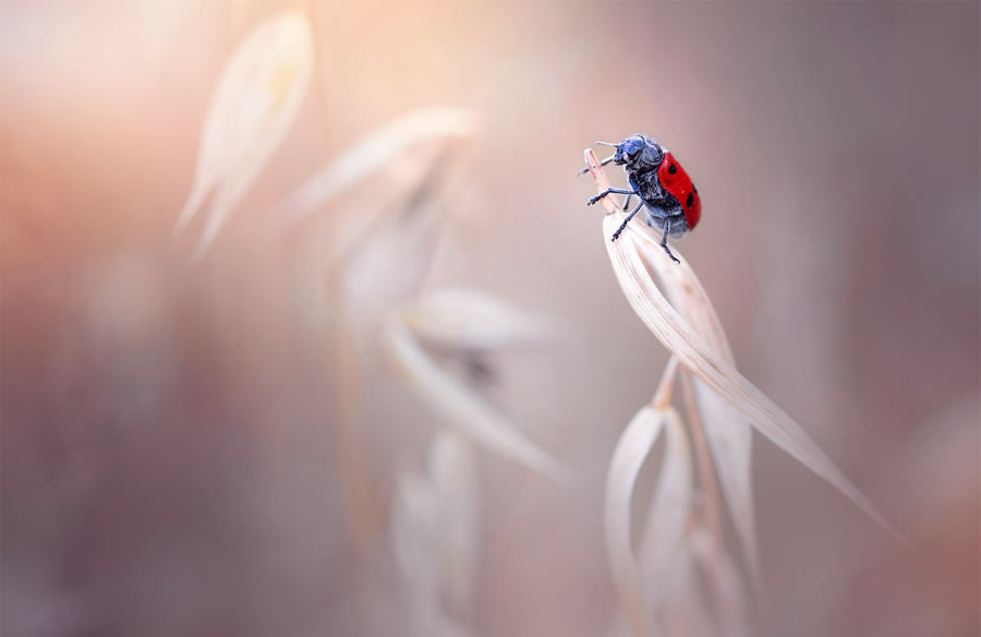 Macro Photography By Maria Luisa Milla Moreno