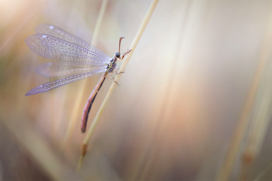 Macro Photography By Maria Luisa Milla Moreno