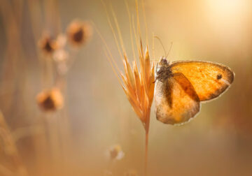 Macro Photography By Maria Luisa Milla Moreno