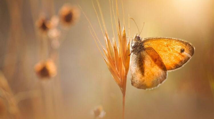 Macro Photography By Maria Luisa Milla Moreno