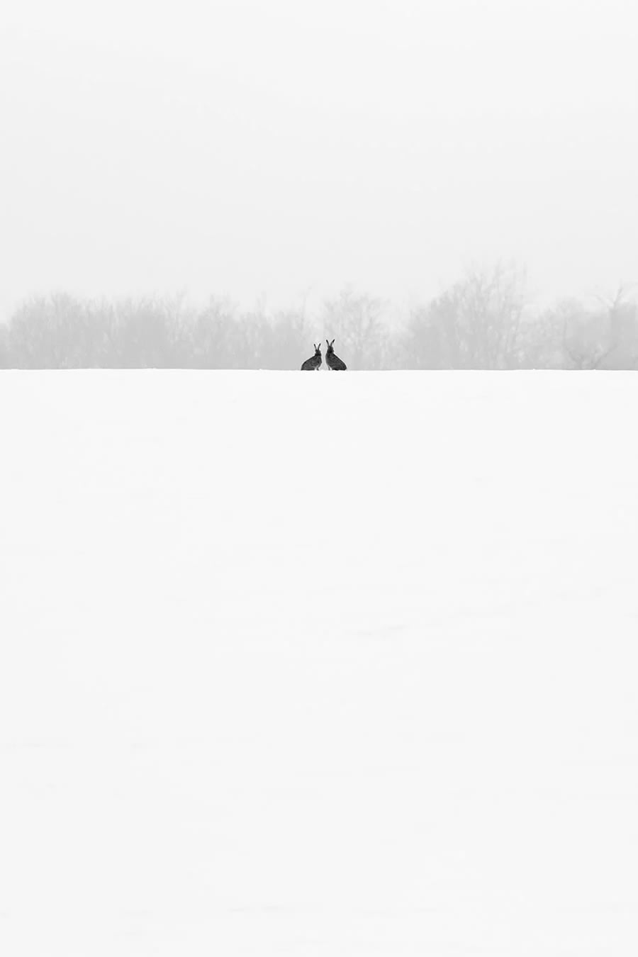 Minimalism Photography Awards Winners