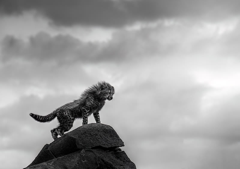 Wildlife Monochrome Photography Awards