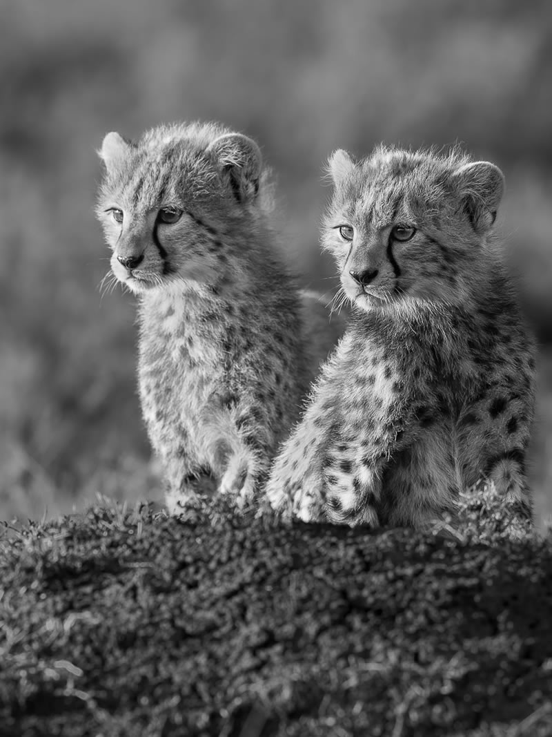 Wildlife Monochrome Photography Awards