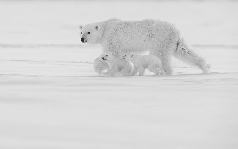 Wildlife Monochrome Photography Awards