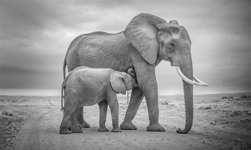 Wildlife Monochrome Photography Awards